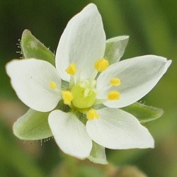 Spergularia species