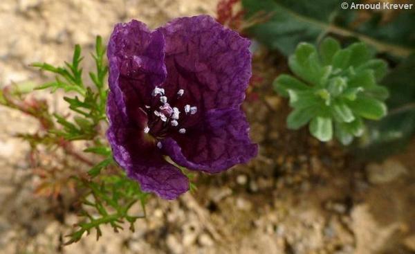 Roemeria hybrida - Flores de los Caminos a Santiago