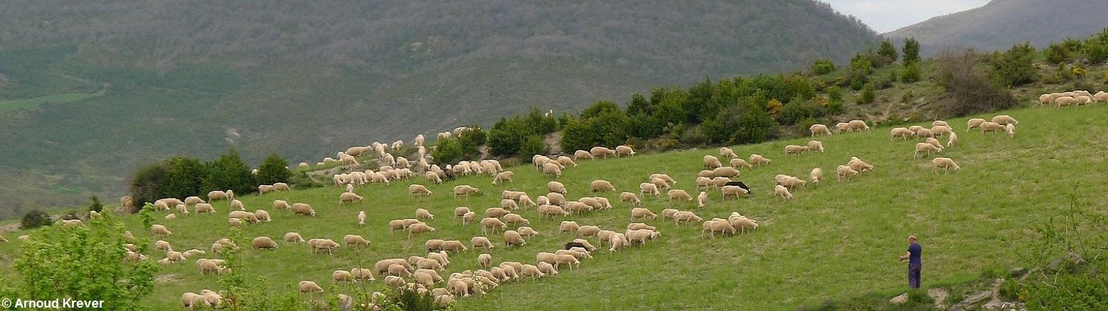 32. 13Toulouse-S (1074) Kudde schapen met herder