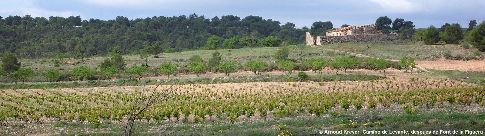 Levante (273) Voorbij La Font de la Figuera, wijngaard
