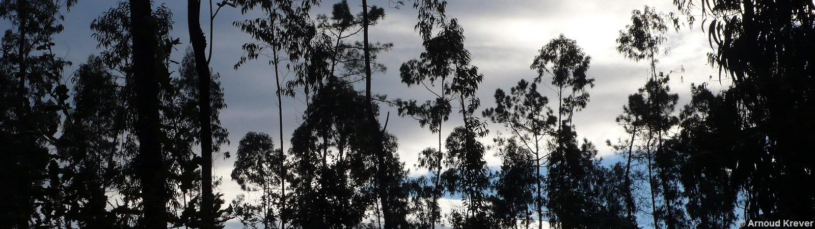 10Portugués1 462 Eucalyptusbomen