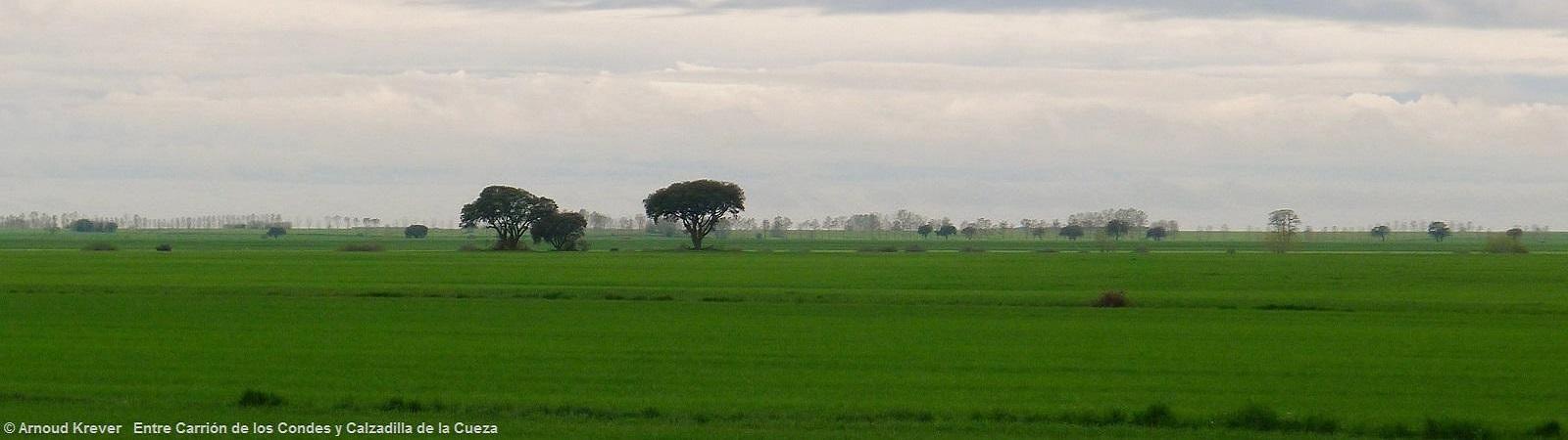 130 01 13Toulouse-S (2025) Paramo-NL-landschap met bomen