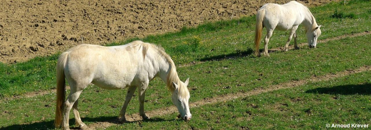 13Toulouse-S (271) Twee witte paarden