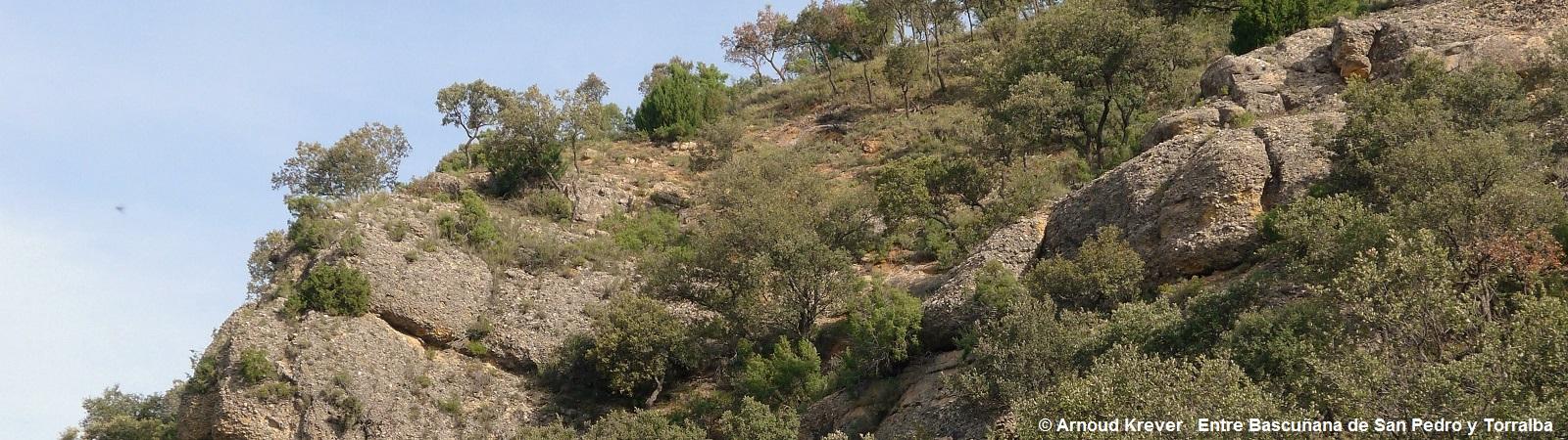 15Lana (1212) Tussen Bascuñana de San Pedro en Torralba, bos op kloofwand