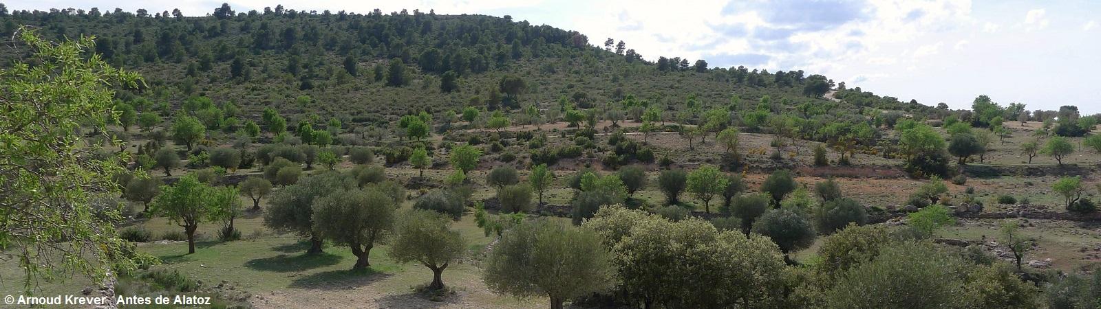 15Lana (557) Sierra vóór Alatoz, olijfboomgaard