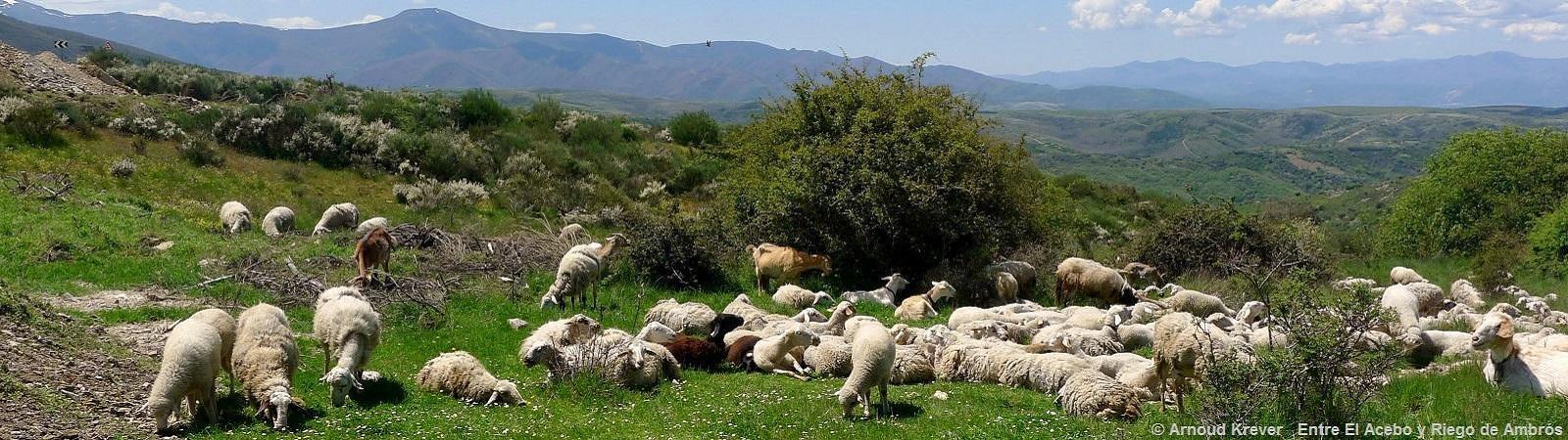 165 04-05 13Toulouse-S (2571) Voorbij El Acebo, kudde schapen