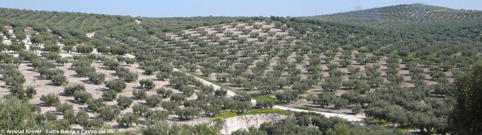 GranadaS 0351 Voorbij Baena, eindeloze olijfboomplantages