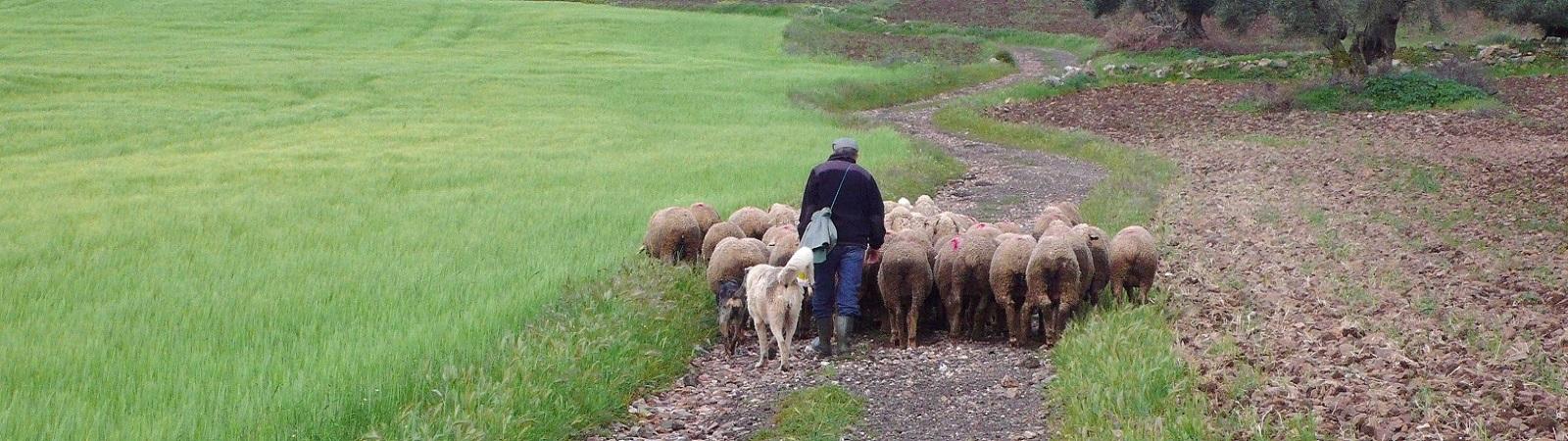GranadaS 0914 Ten westen van Magacela, een herder brengt zijn schapen naar een weideplaats