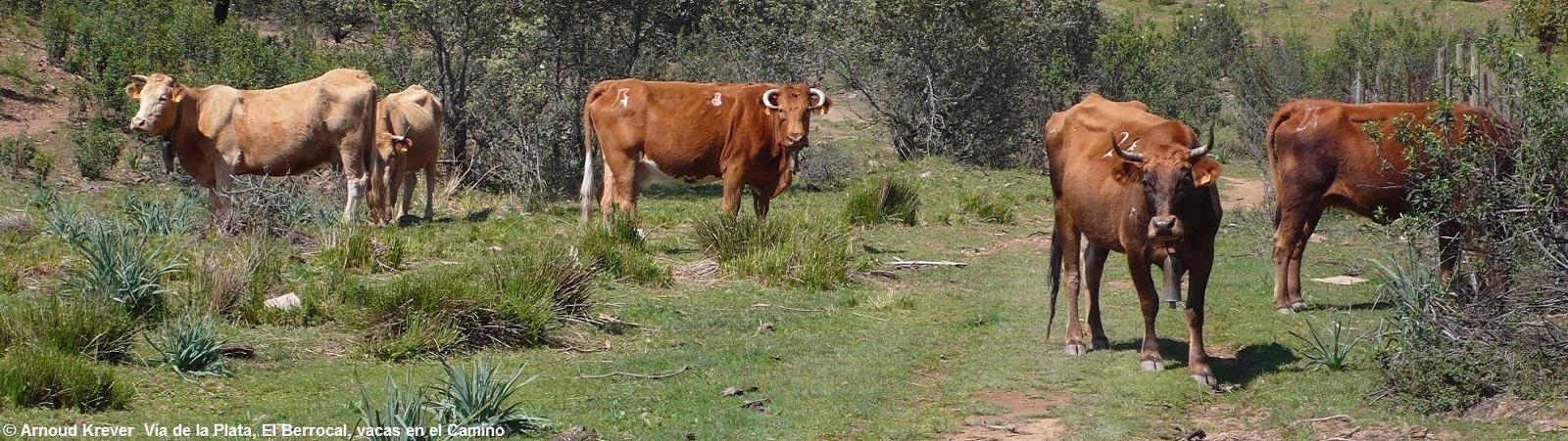 Plata0112 Koeien op de Camino