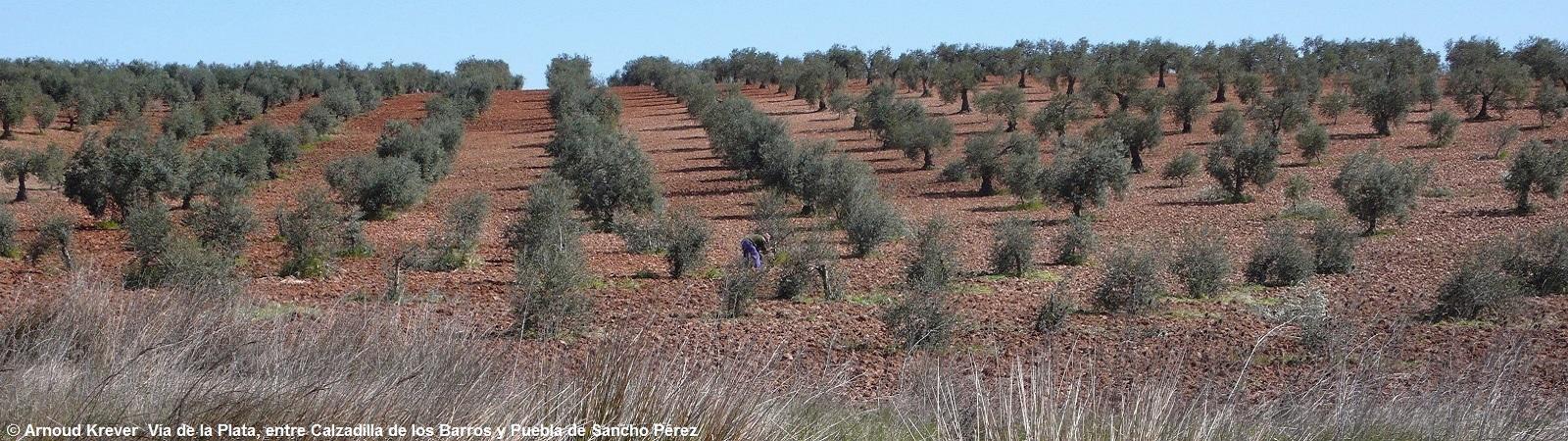 Plata0268 Uitzicht na de oversteek van de verharde weg naar Palancares, olijfboomgaard met landarbeider