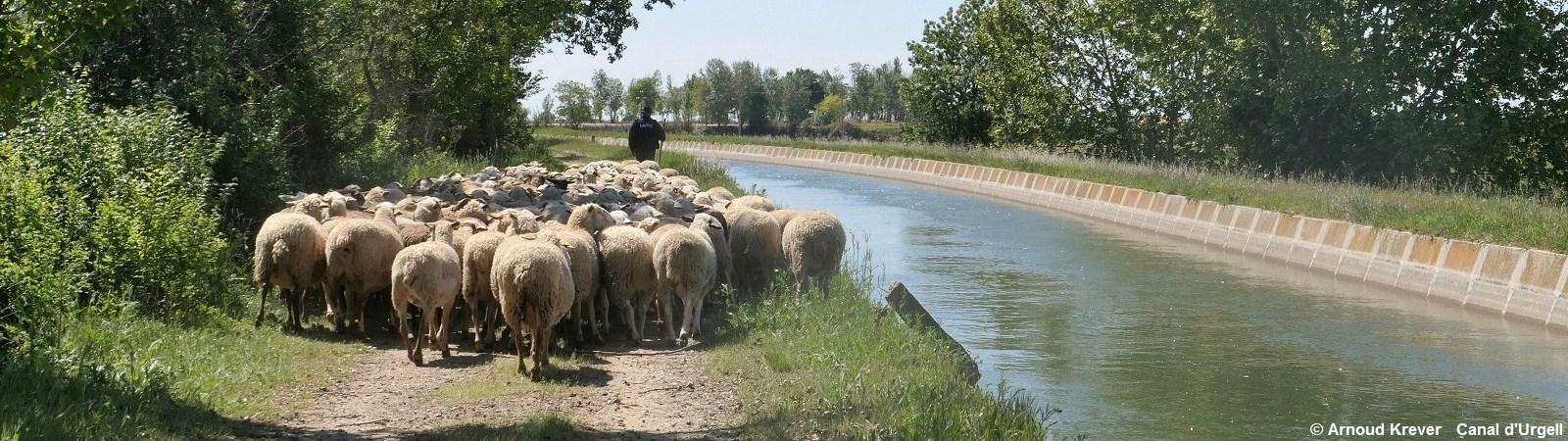 22. 18CAT (529) Canal d'Urgell, kudde schapen