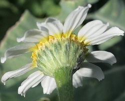 Anthemis cotula