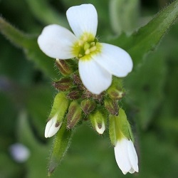 Arabis auriculata