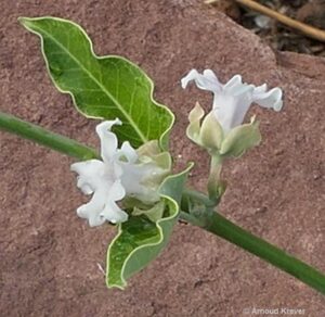 Asclepidaceae - Araujia sericifera