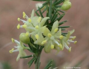 Liliaceae - Asparagus acutifolius