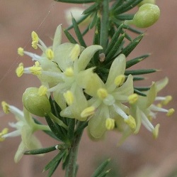 Asparagus acutifolius