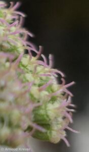 Umbelliferae - Bunium pachypodum
