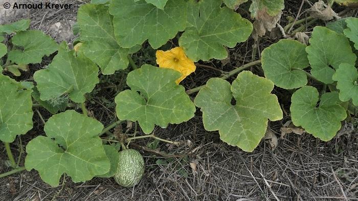 Cucurbitaceae - Cucurbita ficifolia