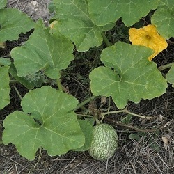 Cucurbita ficifolia