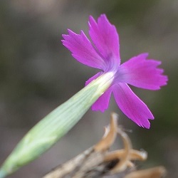 Dianthus multiaffinis