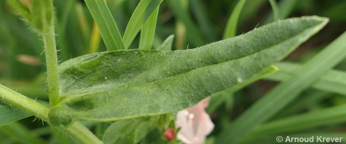 Boraginaceae - Echium plantagineum