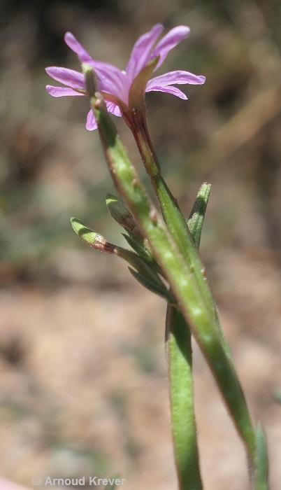 Onagraceae - Epilobium brachycarpum