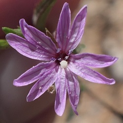 Epilobium brachycarpum