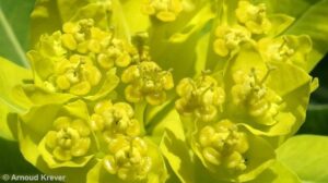 Euphorbiaceae - Euphorbia hyberna