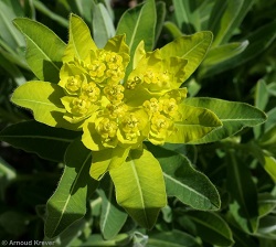 Euphorbia hyberna