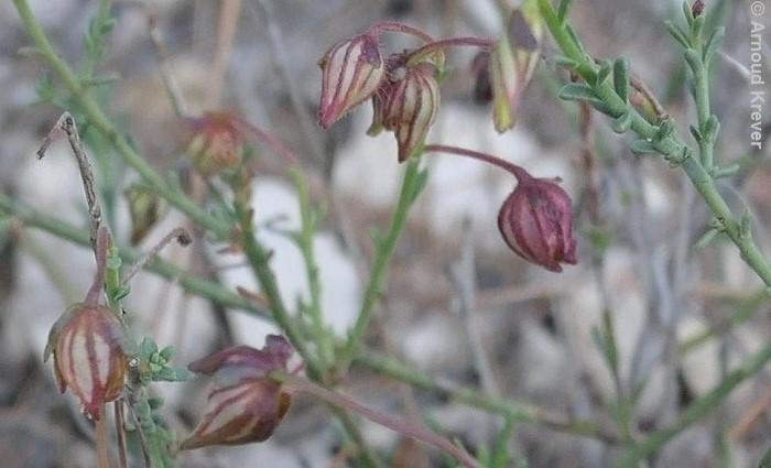 Cistaceae - Fumana ericoides