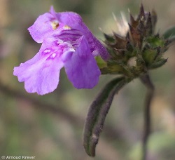 Galeopsis ladanum