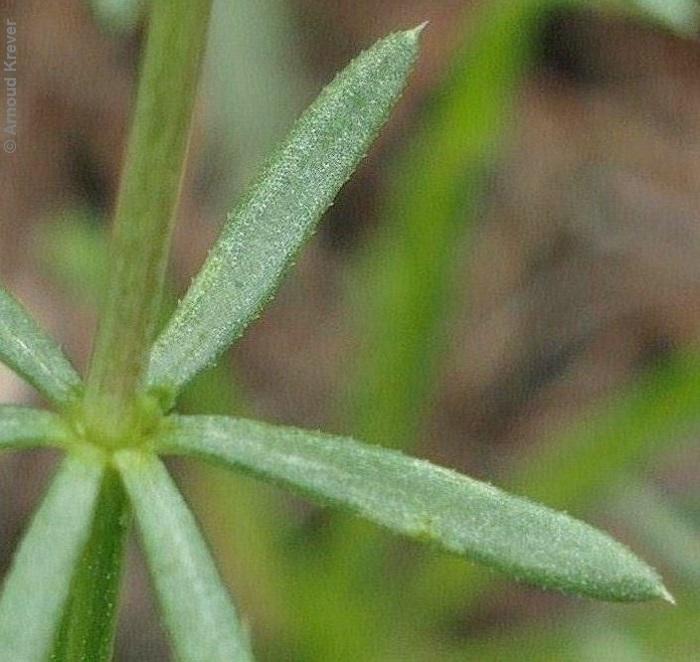 Rubiaceae - Galium estebanii
