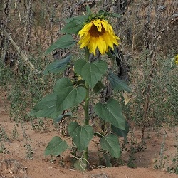 Helianthus annuus