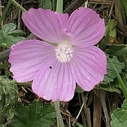 Hibiscus palustris