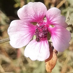 Hibiscus syriacus