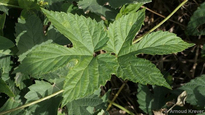 Cannabaceae - Humulus lupulus