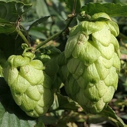 Humulus lupulus