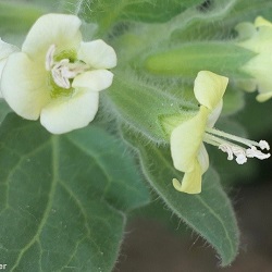 Nicotiana glauca