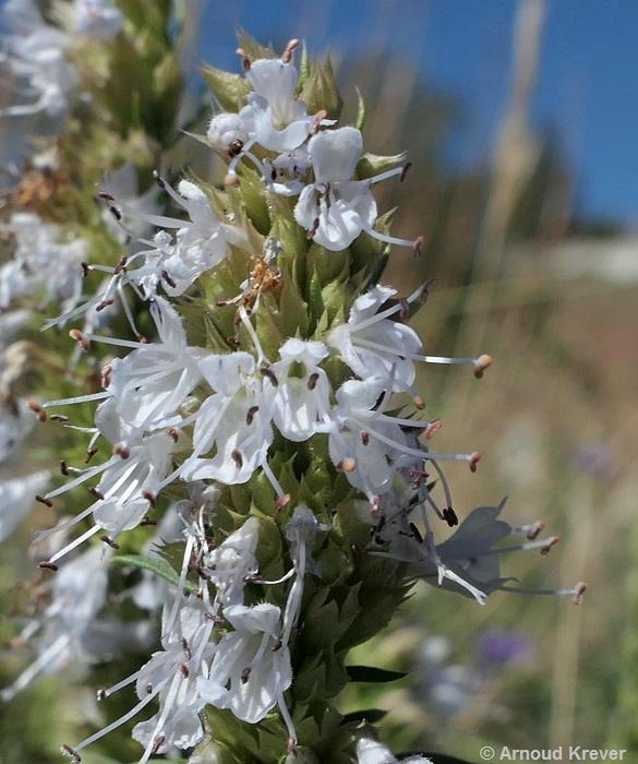 Labiatae - Hyssopus officinalis