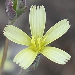 Lactuca muralis