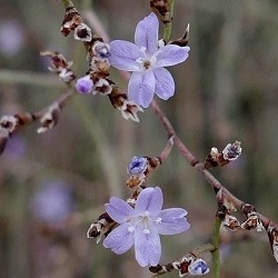 Limonium supinum