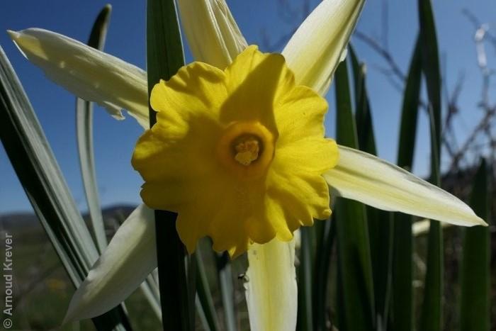 Amaryllidaceae - Narcissus pseudonarcissus