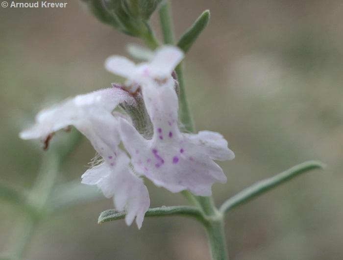 Labiatae - Nepeta nepetella