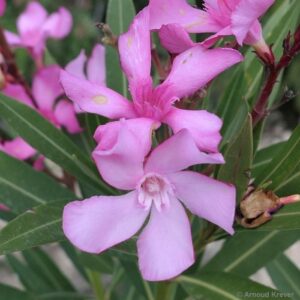 Apocynaceae - Nerium oleander