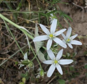 Liliaceae - Ornithogalum concinnum