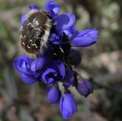 Polygala serpyllifolia