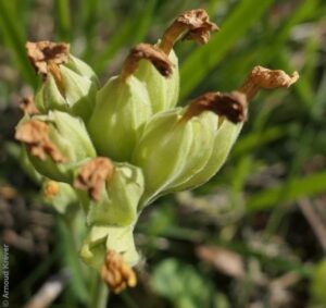 Primulaceae - Primula auricula