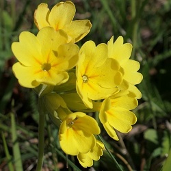 Primula auricula