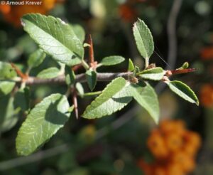 Rosaceae - Pyracantha coccinea