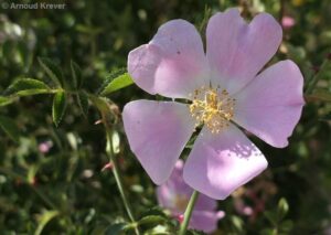 Rosaceae - Rosa micantha
